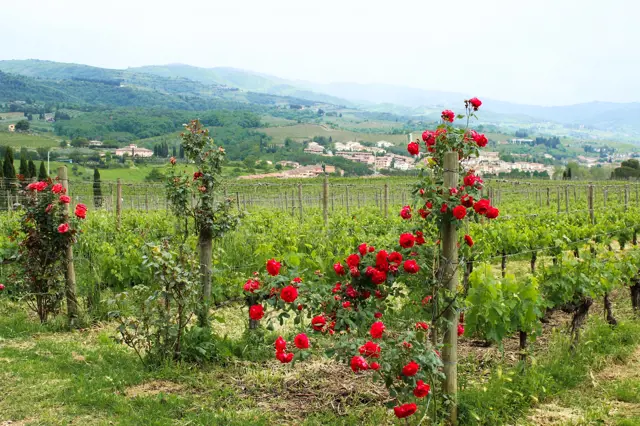 Zašto pametni vrtlari sade ruže u vinogradima?